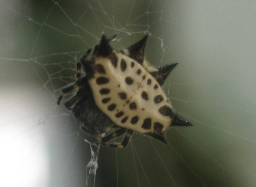 orb weaver spider new mexico