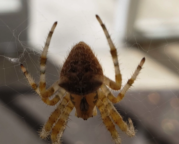 new mexico garden spider