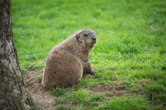 Kansas groundhog control