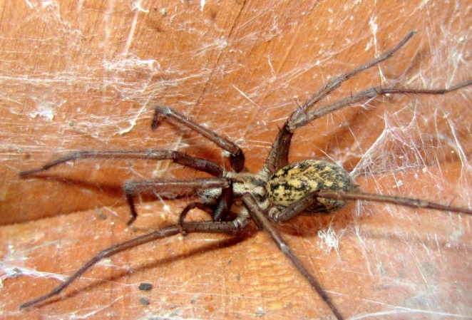 hobo spider kansas