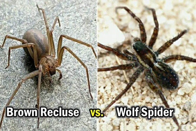 identify wolf spider