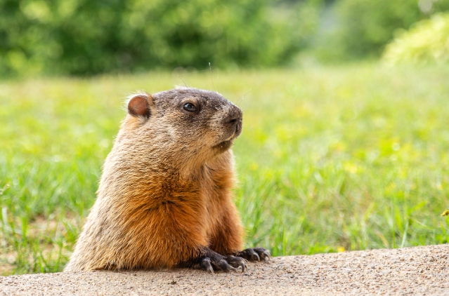 woodchuck damage Kansas