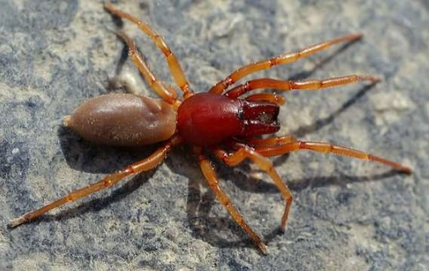 Red Spiders: Identifying Common Spiders with Reddish Bodies in Your Home & Garden