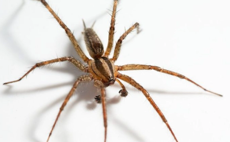 hobo spider kansas spiders