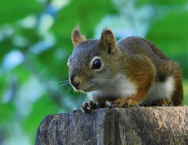 are red squirrels endangered in ohio