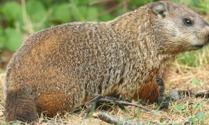 groundhogs in Kansas