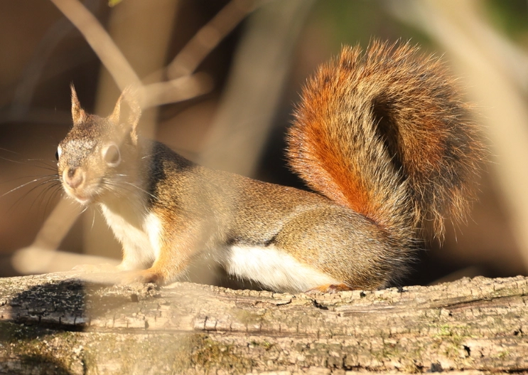 red squirrel Ohio