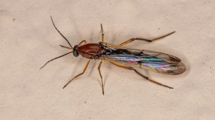 noseeum fly repellent