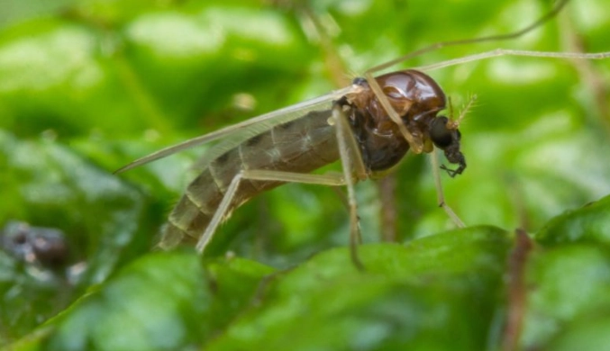noseeum fly repellent