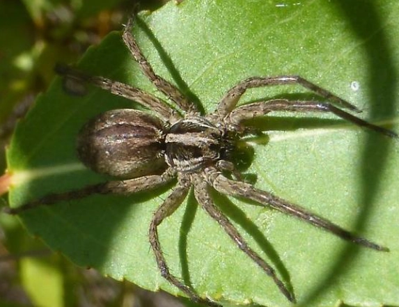 gray spider