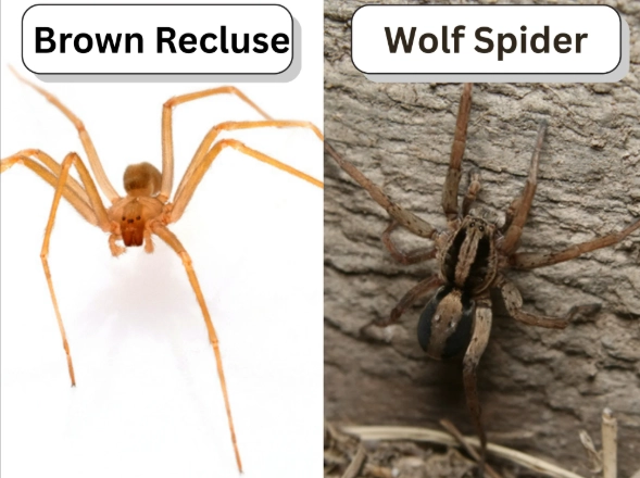 wolf spider vs brown recluse