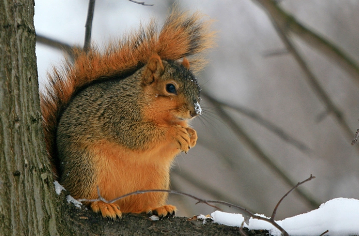 Red Squirrels in Ohio: Your Complete Guide to Finding & Protecting Them