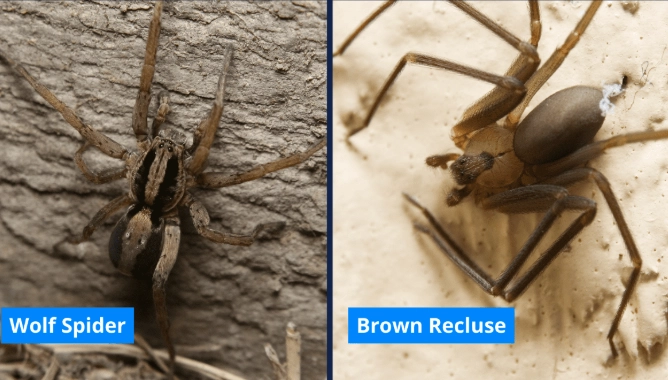 Wolf Spider vs Brown Recluse: Identification, Bite, and Safety Guide
