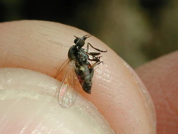 how to get rid of noseeums