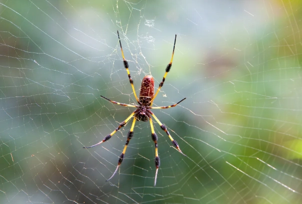 garden orb weaver spider