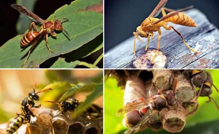 paper wasp species