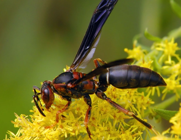 paper wasp identification