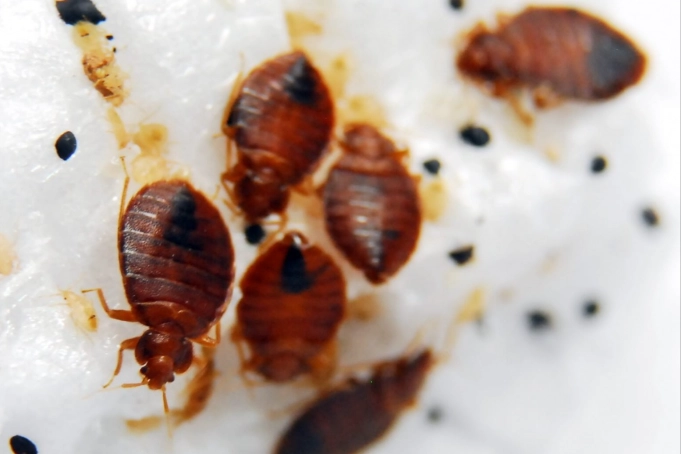 how to prevent bed bugs