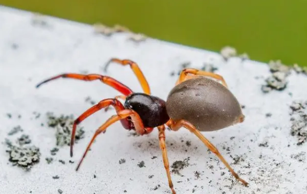 red clear spider pet