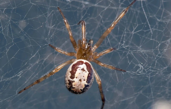 Large Spiders in Kansas: Identification, Safety, and What You Need to Know
