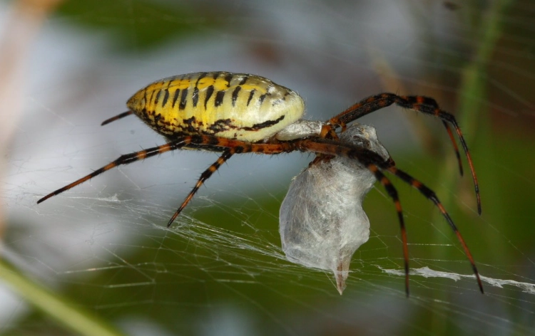 Discover the American Orb Weaver: Your Ultimate Spider Guide