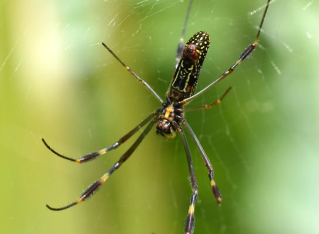american orb weaver spider facts
