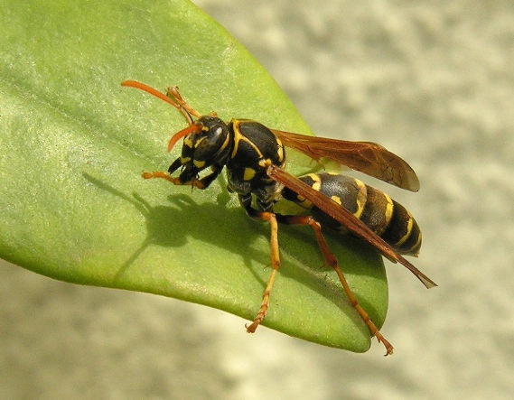 paper wasp nest removal
