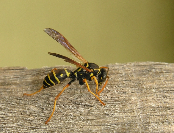 yellow paper wasp