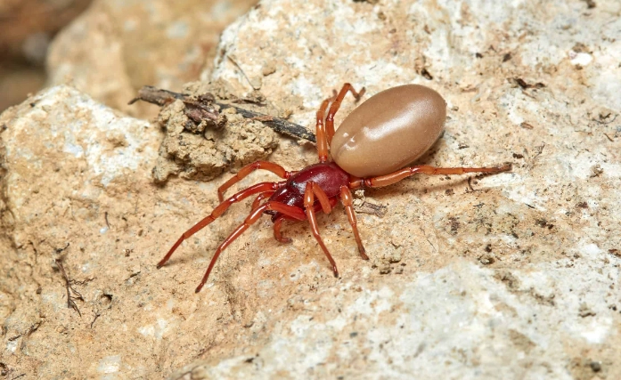 The Red Clear Spider: A Guide to Identification, Behaviors, and Care