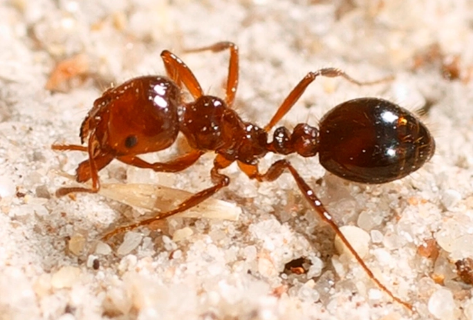 identify fire ants