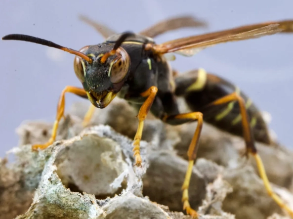 paper wasp nest removal