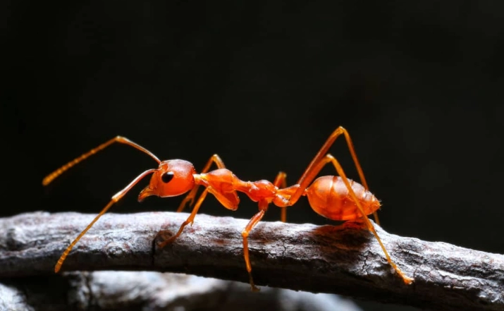fire ant sting treatment