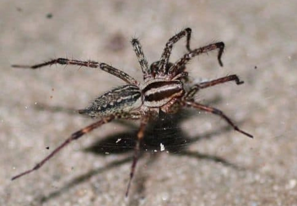 large spiders in Kansas