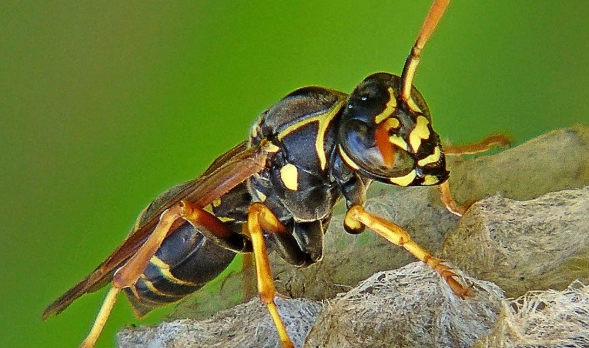 yellow paper wasp