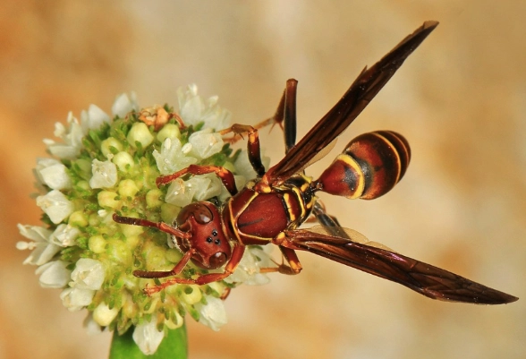 yellow paper wasp
