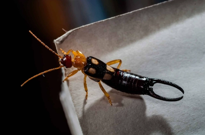 earwig infestation signs