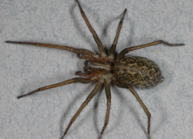hobo spider bite new mexico