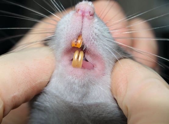difference between mouse and rat teeth