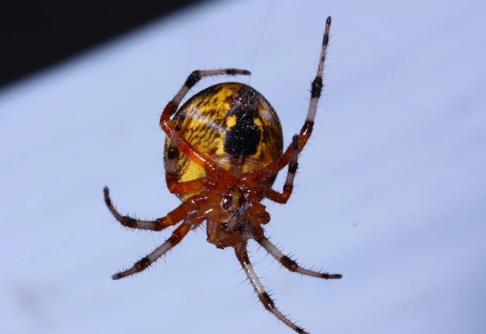 american orb weaver spider facts