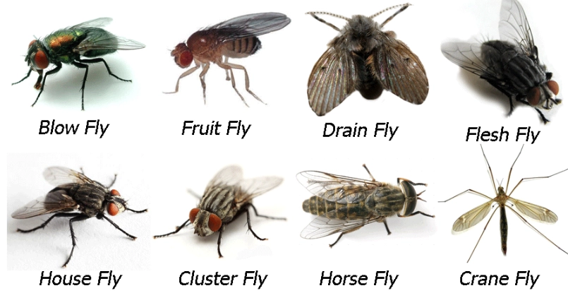 Flies: A Complete Guide to Types, Prevention, and Control