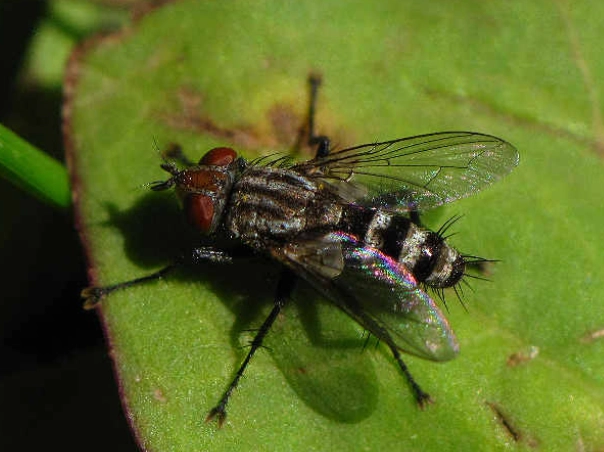 how to get rid of flies