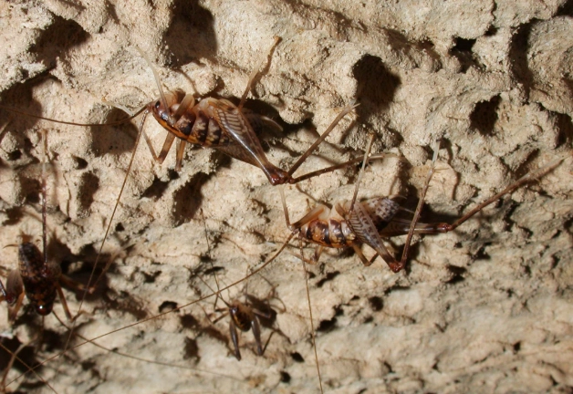 how to get rid of cave crickets