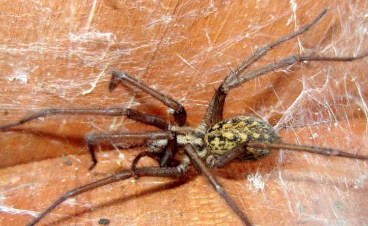 Hobo Spider New Mexico: A Complete Guide to Identification & Safety
