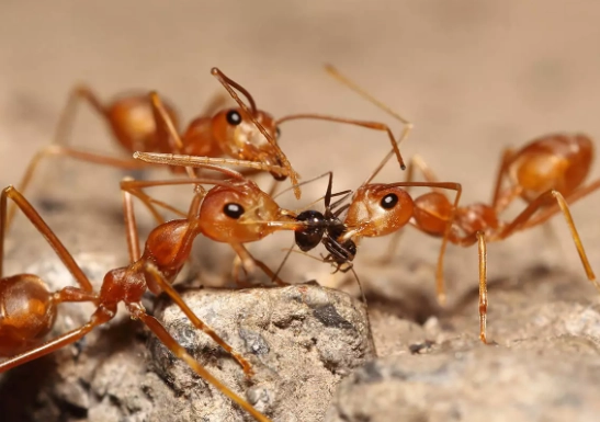 fire ant control