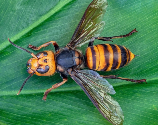 American Wasps: Your Complete Guide to Identification, Behavior, and Safe Removal