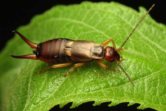 Earwig Bugs: Complete Guide to Identification, Control, and Prevention