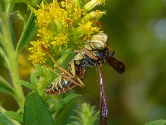 Paper Wasp Species Guide: Identification, Behavior & Safety