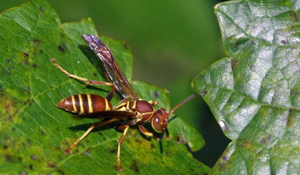 paper wasp nest removal