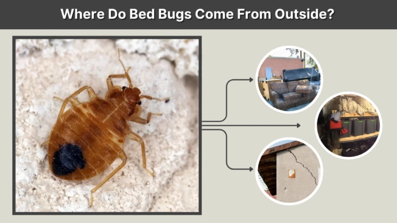how to prevent bed bugs