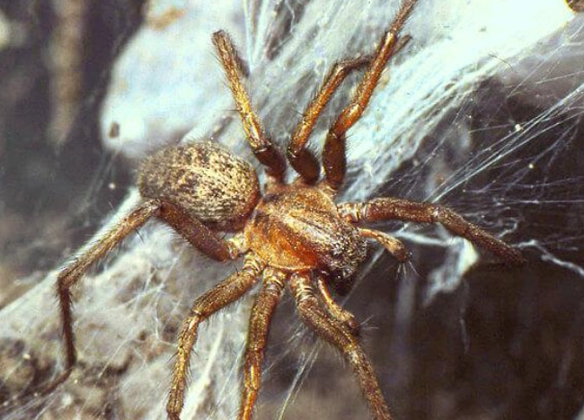 hobo spider identification